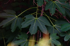 Gyrocarpus jatrophifolius