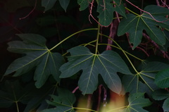 Gyrocarpus jatrophifolius