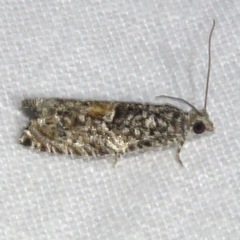 Epinotia nisella