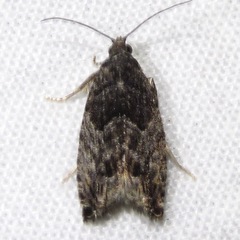 Epinotia nisella
