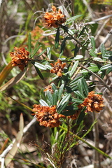 Pultenaea myrtoides