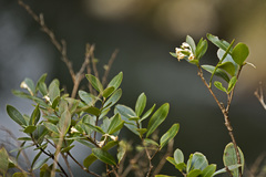 Pittosporaceae