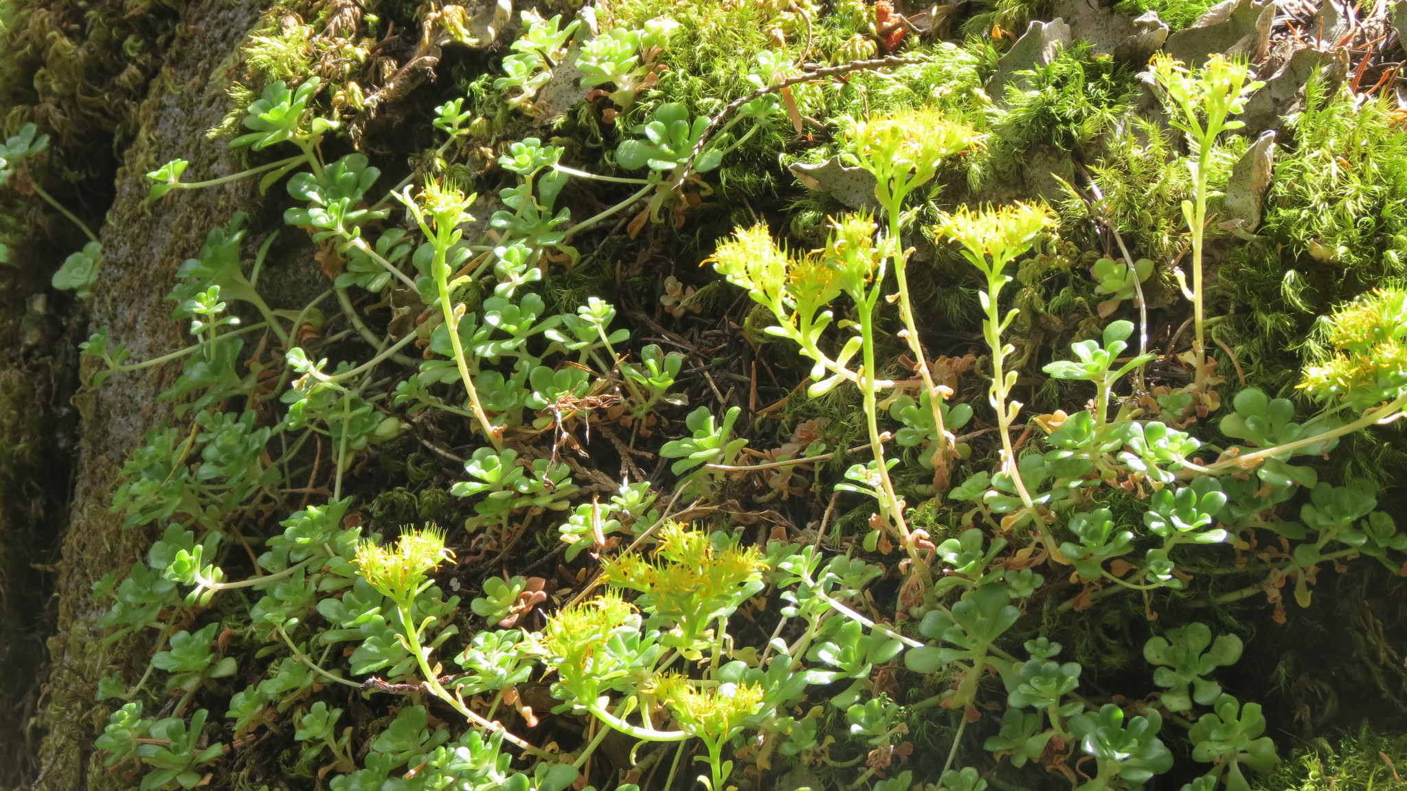 Sedum oreganum