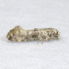 Nemapogon variatella