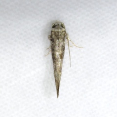Nemapogon variatella