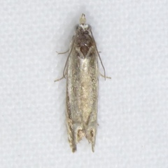 Eucosma striatana