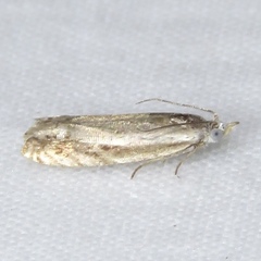 Eucosma striatana