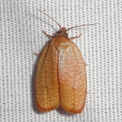 Sparganothis distincta