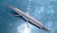 Leptysma marginicollis