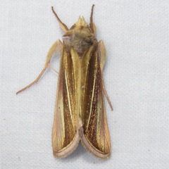 Plusia venusta