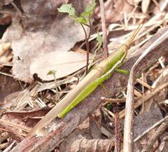 Leptysma marginicollis