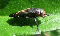 Buprestis maculipennis