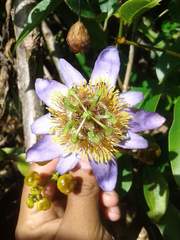 Passiflora bicornis