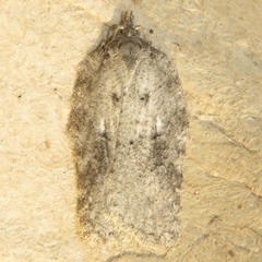 Acleris chalybeana