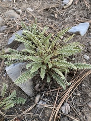 Pedicularis semibarbata charlestonensis