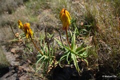 Aloiampelos striatula