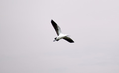 Recurvirostra andina