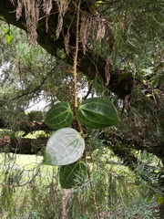Hoya latifolia