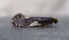 Monopis spilotella