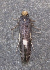 Monopis spilotella