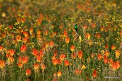 Kniphofia linearifolia