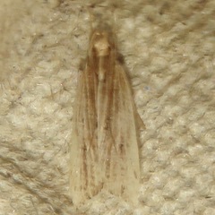 Helcystogramma hystricella