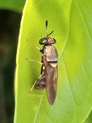 Hermetia chrysopila