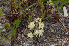 Xanthosia leiophylla