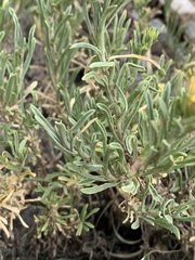 Ericameria compacta