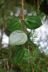 Hoya latifolia