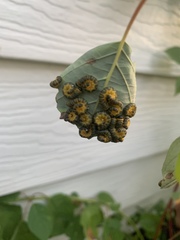 Macremphytus tarsatus