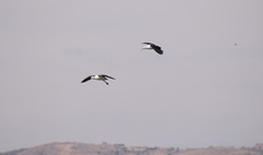 Recurvirostra andina