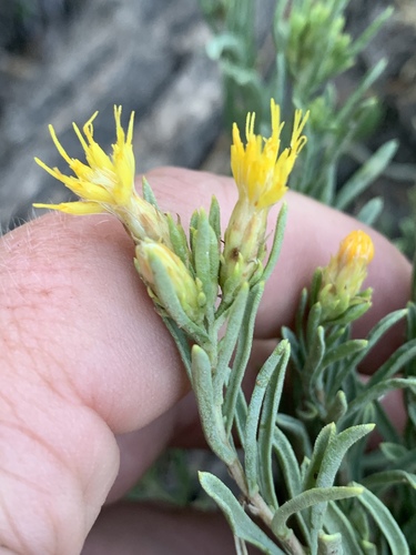 Charleston Mountain goldenbush (Ericameria compacta)