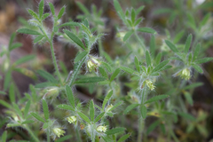 Xanthosia huegelii