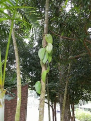 Hoya latifolia