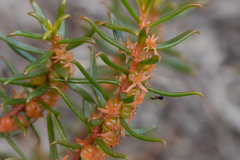Gyrostemon australasicus