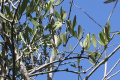 Lorantheae