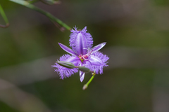 Thysanotus racemoides