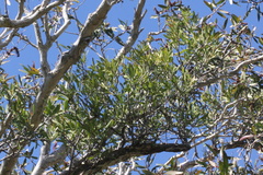 Lorantheae