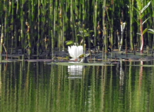 Nymphaea alba