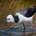 Pied Stilt - Photo (c) Charles (Chuck) Peterson, some rights reserved (CC BY-NC-ND)