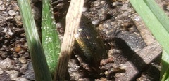 Tarpela