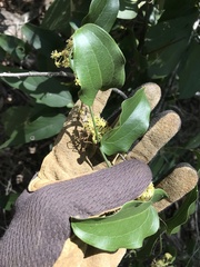 Smilax australis