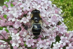 Eristalis rupium