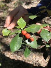 Alyxia magnifolia