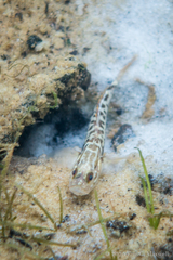 Microgobius gulosus