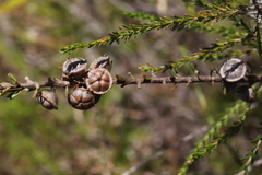 Leptospermum liversidgei
