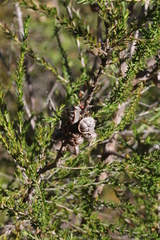 Leptospermum liversidgei