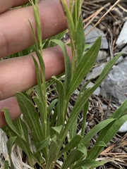 Petradoria pumila
