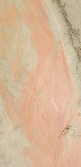 Gallionellaceae